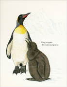 Click for Larger View of King Penguins